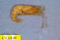 藏品(乳指沼蝦)的圖片